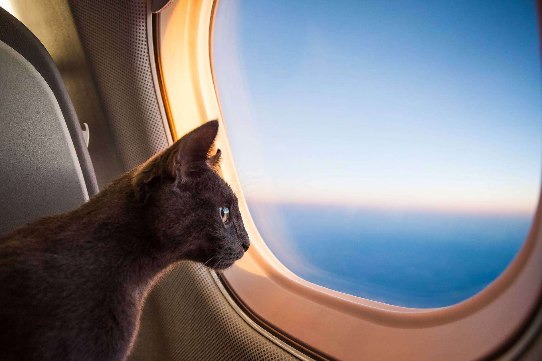 Thủ tục mang thú cưng đi máy bay